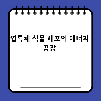 엽록체 식물 세포의 에너지 공장