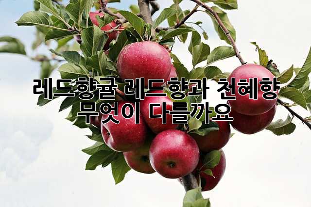 레드향귤: 레드향과 천혜향, 무엇이 다를까요?